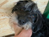 Anna Mary, gentille chienne à adopter en association