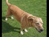 Chienne fauve de 3 ans en quête d'un foyer aimant