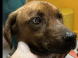 Chien au pelage fauve de 2 ans à adopter
