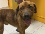 Chien au pelage fauve de 2 ans à adopter