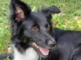 Gaia, chienne Border Collie à adopter en association