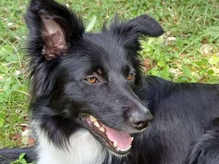 Gaia, chienne Border Collie à adopter en association