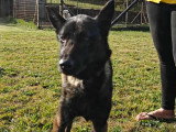 Chienne d'un an au pelage fauve charbonné en attente d'adoption