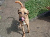 Chien fauve de 2 ans plein de vie à adopter