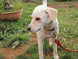Chienne de 3 ans au pelage sable en attente d'un foyer