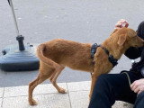 Chiot mâle Griffon de 9 mois au pelage fauve en attente d'adoption
