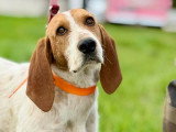 Marley, croisé Porcelaine à adopter en association