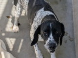 Chienne Courant de 6 ans noire et blanche en attente d'adoption