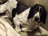 Chienne Courant de 6 ans noire et blanche en attente d'adoption