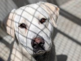 Chien Labrador d'un an au pelage sable en attente d'adoption