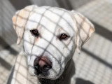 Chien Labrador d'un an au pelage sable en attente d'adoption