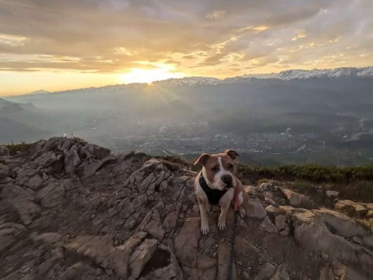 Rosy, chienne type Staff à adopter en association