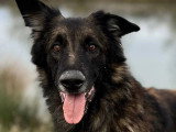 Chien Tervueren de 8 ans à la recherche d'un foyer calme