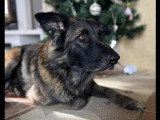 Chien Tervueren de 8 ans à la recherche d'un foyer calme