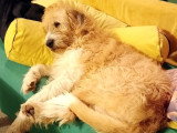 Shanti, adorable croisé Griffon à adopter en association