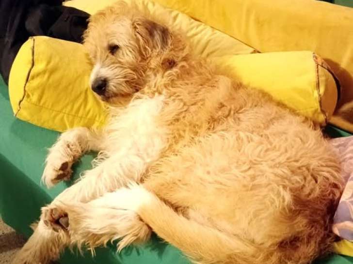 Shanti, adorable croisé Griffon à adopter en association