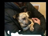 Prêt pour l'adoption : chien Pinscher Nain de 6 ans au pelage beige
