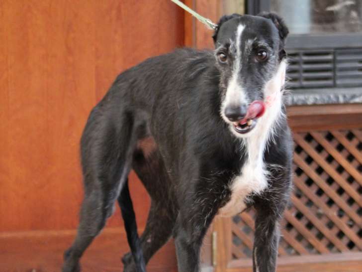 Bala, jeune Galga à adopter en association