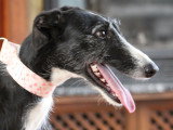 Bala, jeune Galga à adopter en association