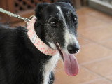 Bala, jeune Galga à adopter en association