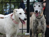 Brava et Dalila, 2 soeurs Galga inséparables à adopter en association