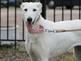 Brava et Dalila, 2 soeurs Galga inséparables à adopter en association