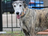 Brava et Dalila, 2 soeurs Galga inséparables à adopter en association