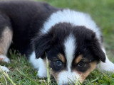 Chiots de type Berger Australien à vendre (2 femelles & 4 mâles)