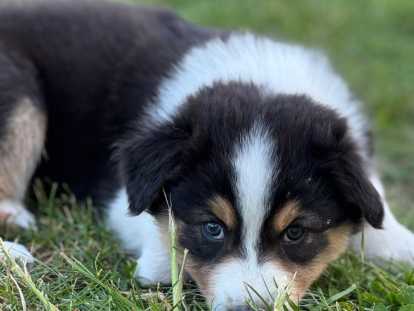 Chiots de type Berger Australien à vendre (2 femelles & 4 mâles)