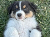 Chiots de type Berger Australien à vendre (2 femelles & 4 mâles)