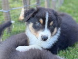 Chiots de type Berger Australien à vendre (2 femelles & 4 mâles)
