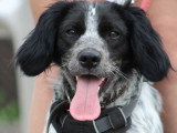 Dorito, adorable Épagneul Breton de 10 mois à adopter en association