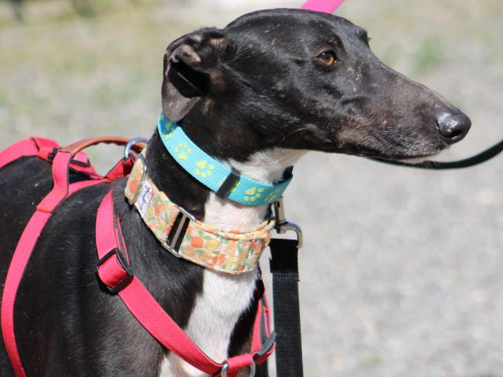 Harrison, beau Galgo noir à adopter en association