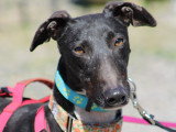 Harrison, beau Galgo noir à adopter en association