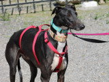 Harrison, beau Galgo noir à adopter en association
