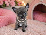 Chiot femelle Chihuahua bleue à réserver LOF née mars 2026