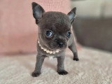 Chiot femelle Chihuahua bleu à réserver LOF né mars 2026