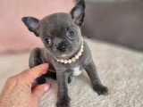 Chiot femelle Chihuahua bleu à réserver LOF né mars 2026