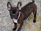 Chiot femelle Bouledogue Français non LOF d'octobre 2025 en vente