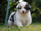 6 chiots Berger Australien LOF nés en avril 2026 à réserver