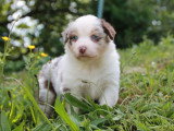 6 chiots Berger Australien LOF nés en avril 2026 à réserver