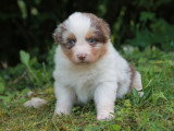 6 chiots Berger Australien LOF nés en avril 2026 à réserver