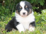 6 chiots Berger Australien LOF nés en avril 2026 à réserver