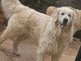 Saillie Golden Retriever mâle sable LOF né en octobre 2022