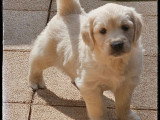 Saillie Golden Retriever mâle sable LOF né en octobre 2022