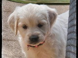 Saillie Golden Retriever mâle sable LOF né en octobre 2022