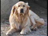 Saillie Golden Retriever mâle sable LOF né en octobre 2022