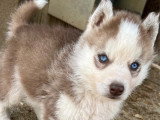 Vente de 2 chiots Husky de Sibérie non LOF, mâle et femelle de mars 2026