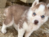 Vente de 2 chiots Husky de Sibérie non LOF, mâle et femelle de mars 2026