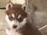 Vente de 2 chiots Husky de Sibérie non LOF, mâle et femelle de mars 2026